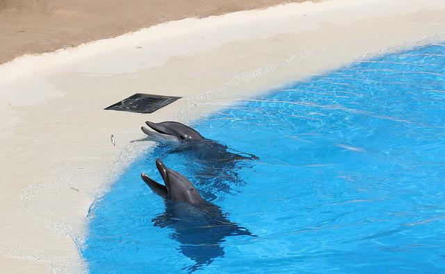 bazén s delfíny