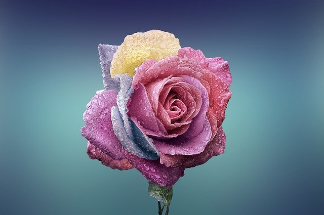Barevná růže